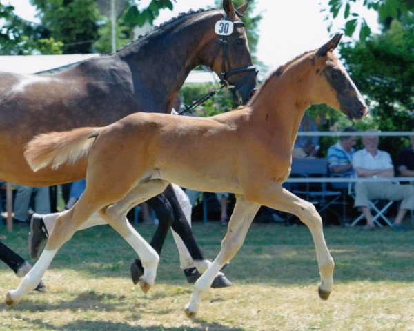 Pferd Barney (Bayer, 2010, von Blue Hors Bentley)