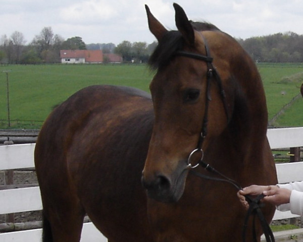 broodmare Tasca (Trakehner, 1991, from Nouveau Roi xx) broodmare Tasca (Trakehner, 1991, from Nouveau Roi xx)