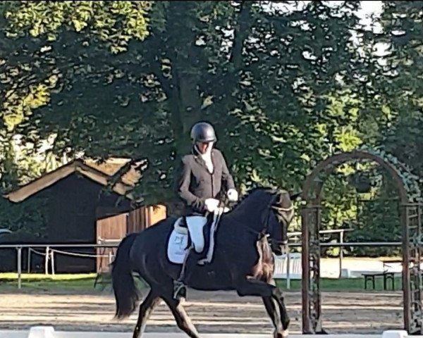 dressage horse Falko K (Oldenburg, 2018, from Feinrich)