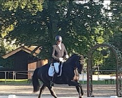 dressage horse Falko K (Oldenburg, 2018, from Feinrich)