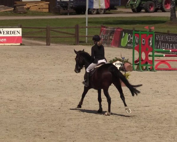 Reitturnier Westergellersen 2022
