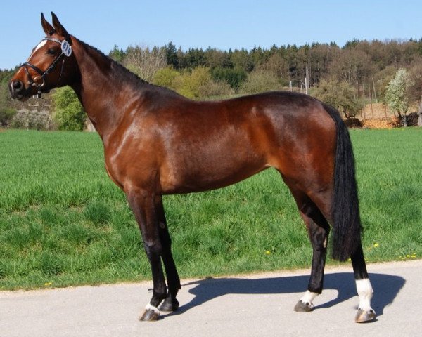 Pferd Dream Girl (Bayer, 2009, von Locksley III)
