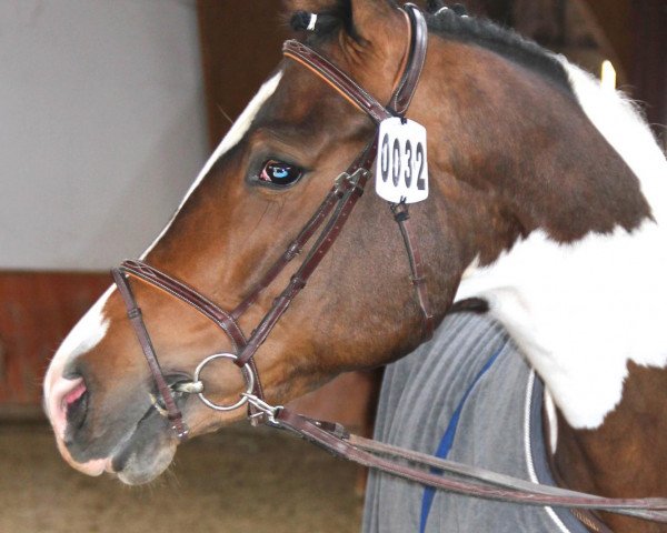 broodmare Isann (Westphalian, 2009, from Ilan)