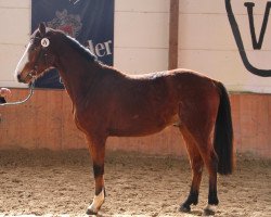 Springpferd Cassus Clay (Westfale, 2009, von Cassus 2)