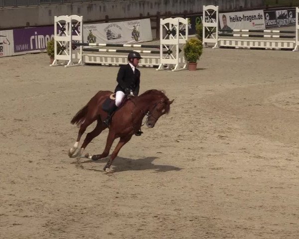 Reitturnier Westergellersen 2022