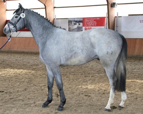 jumper Hermes le Unique (Holsteiner, 2010, from Hermes d'Authieux AA)