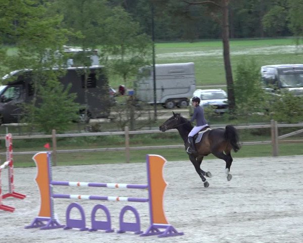 Reitturnier Westergellersen 2022