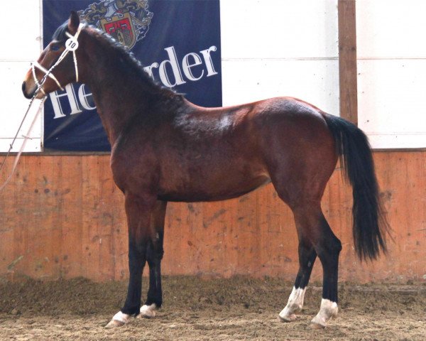 horse Soames (Westphalian, 2010, from Sir Donnerhall I)