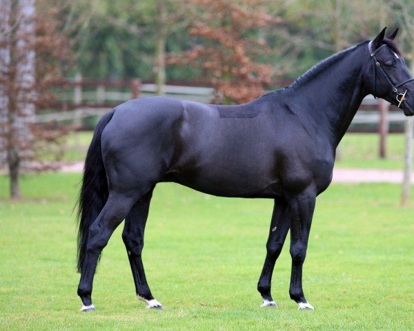 stallion Lagon de l'Abbaye (Selle Français, 1999, from Diamant de Semilly)
