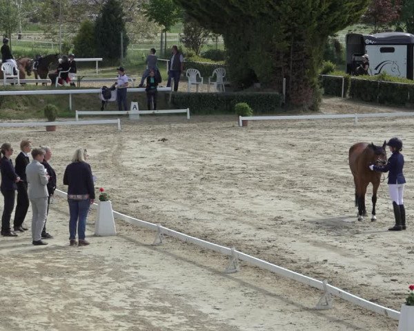 Reitturnier Bornheim-Widdig 2022
