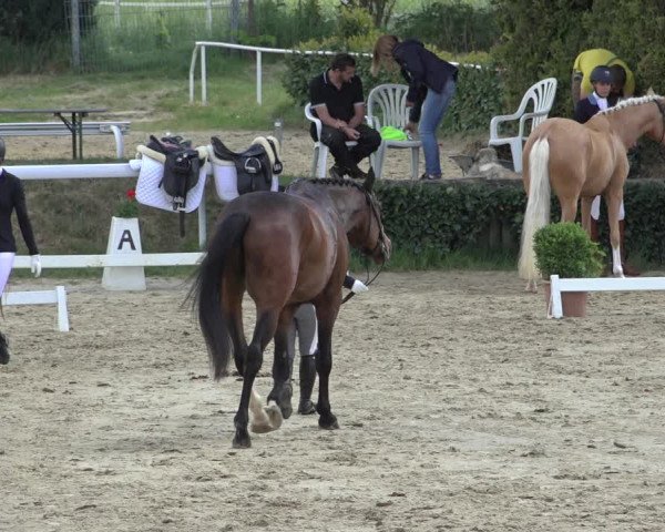 Reitturnier Bornheim-Widdig 2022