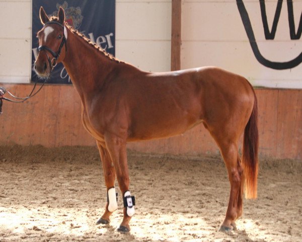 broodmare Cuderia (Westphalian, 2010, from Chin Quin)
