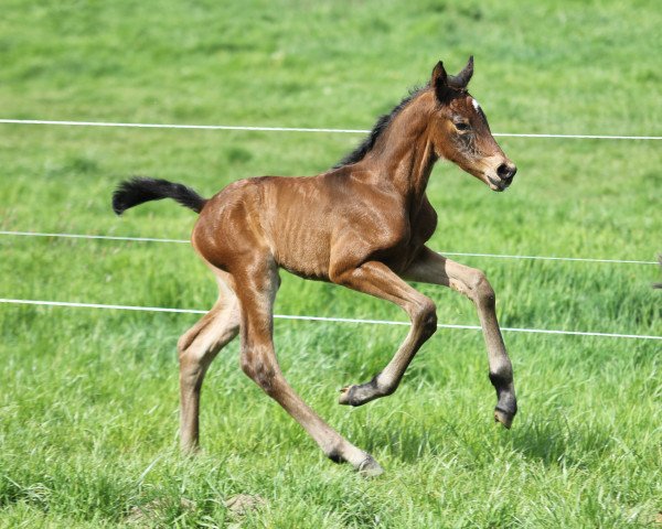 horse Tara Nobless (Hanoverian, 2022, from Tobago Z)