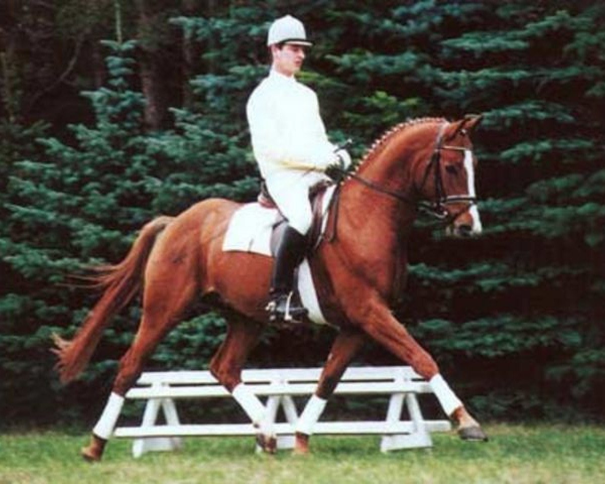 Dressurpferd Wonderland 12 (Hannoveraner, 1997, von Weltmeyer)