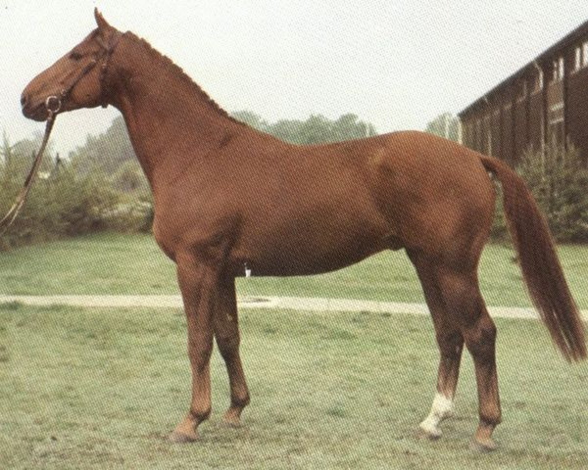 Deckhengst Eistanz (Hannoveraner, 1977, von Eisenherz I)