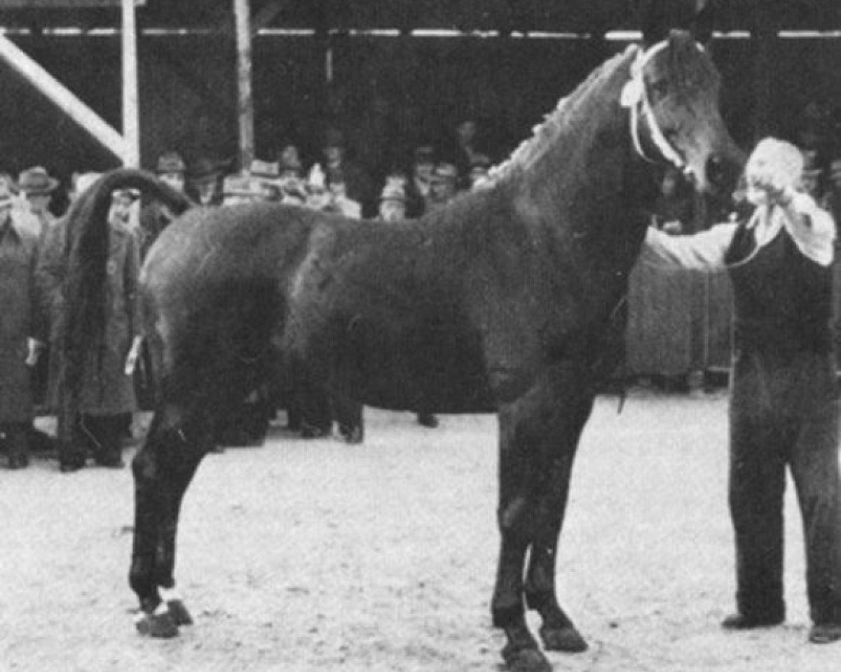 stallion Condor AN (Anglo-Norman, 1946, from Foudroyant II xx)