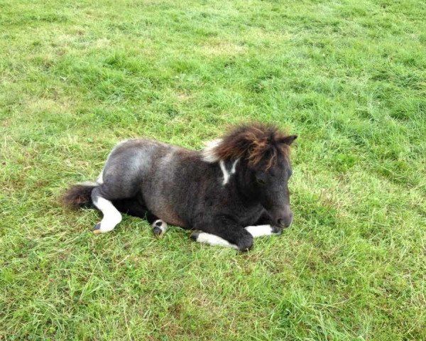 horse Old Whisky (Shetland Pony, 2012, from Old Chap)