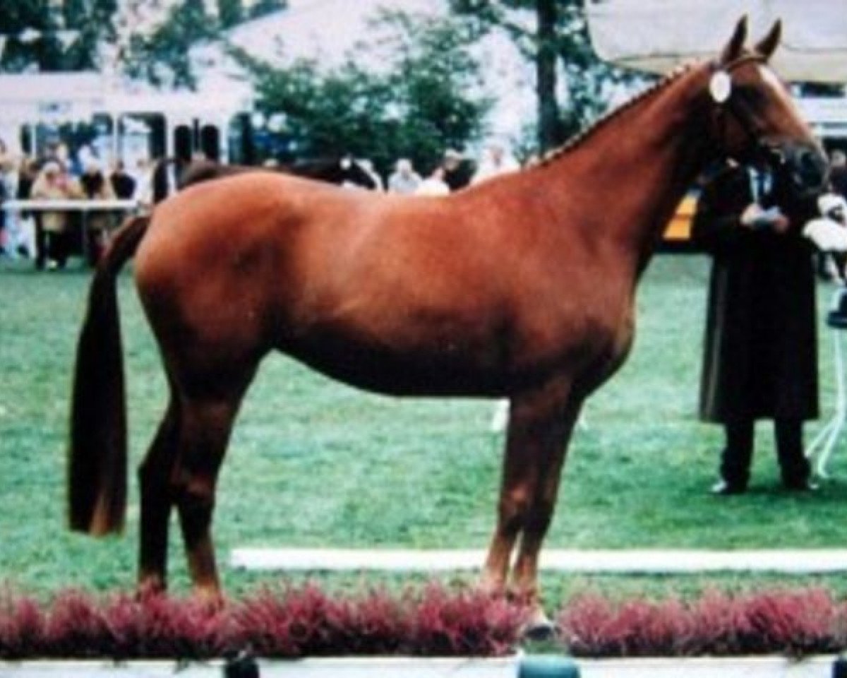 Zuchtstute Windrose (Hannoveraner, 1989, von Weltmeyer)