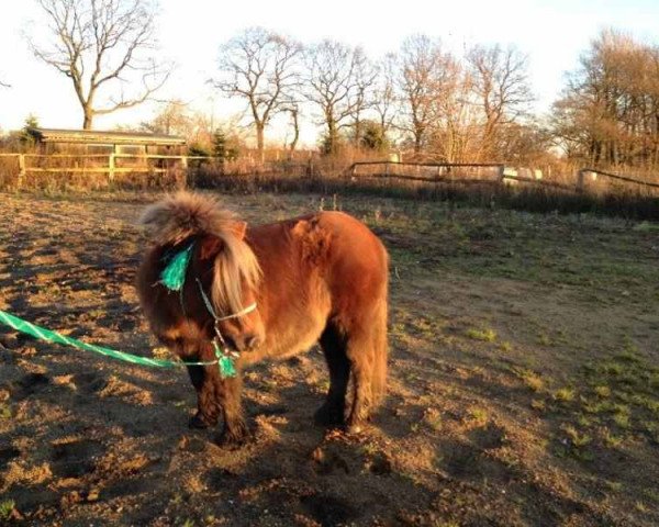 broodmare Aime v.d. Vossenpels (Shetland Pony, 2007, from Deanland Storm)