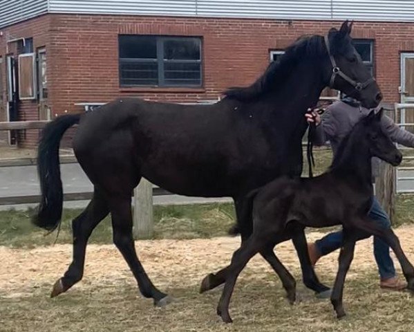 horse Hengst von Helium x Schwarzgold (Trakehner, 2022, from Helium)