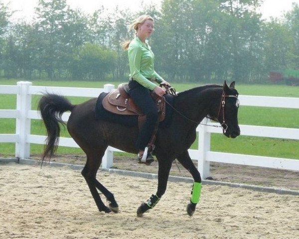 broodmare BS Black Vision ox (Arabian purebred, 1994, from DP Black Smoke ox)
