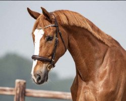 jumper Starboy Kannan (Zangersheide riding horse, 2014, from Kannan)
