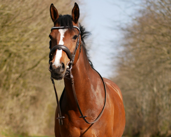dressage horse Starpower Pitch Perfect (German Riding Pony, 2012, from Carnuet) dressage horse Starpower Pitch Perfect (German Riding Pony, 2012, from Carnuet)