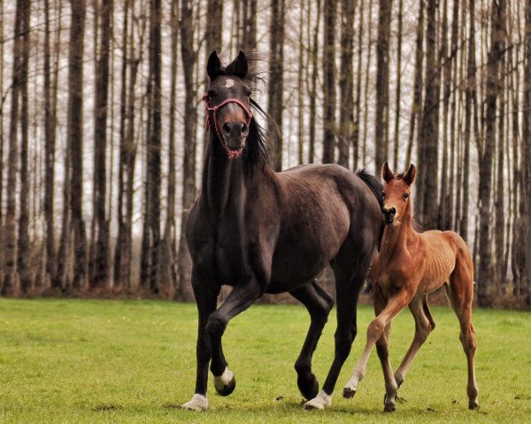 broodmare Wunderpuppe (Holsteiner, 2006, from Acodetto I)