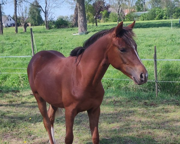 Pferd La Philina (Deutsches Reitpony, 2021, von La Vie S)