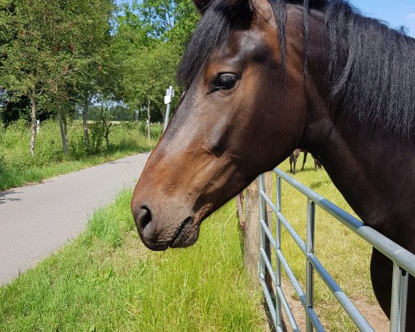 dressage horse DieYani CS (Hanoverian, 2017, from Desperado) dressage horse DieYani CS (Hanoverian, 2017, from Desperado)
