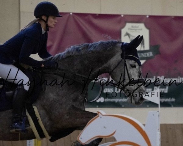 jumper Skippy Zsz (Holsteiner, 2014, from Conello)