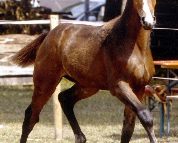 broodmare Gina (Bavarian, 2003, from Leardo)