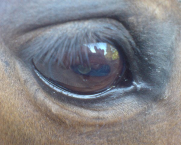 Pferd Aisha Sahiba (Hessisches Warmblut, 1992, von Angard)