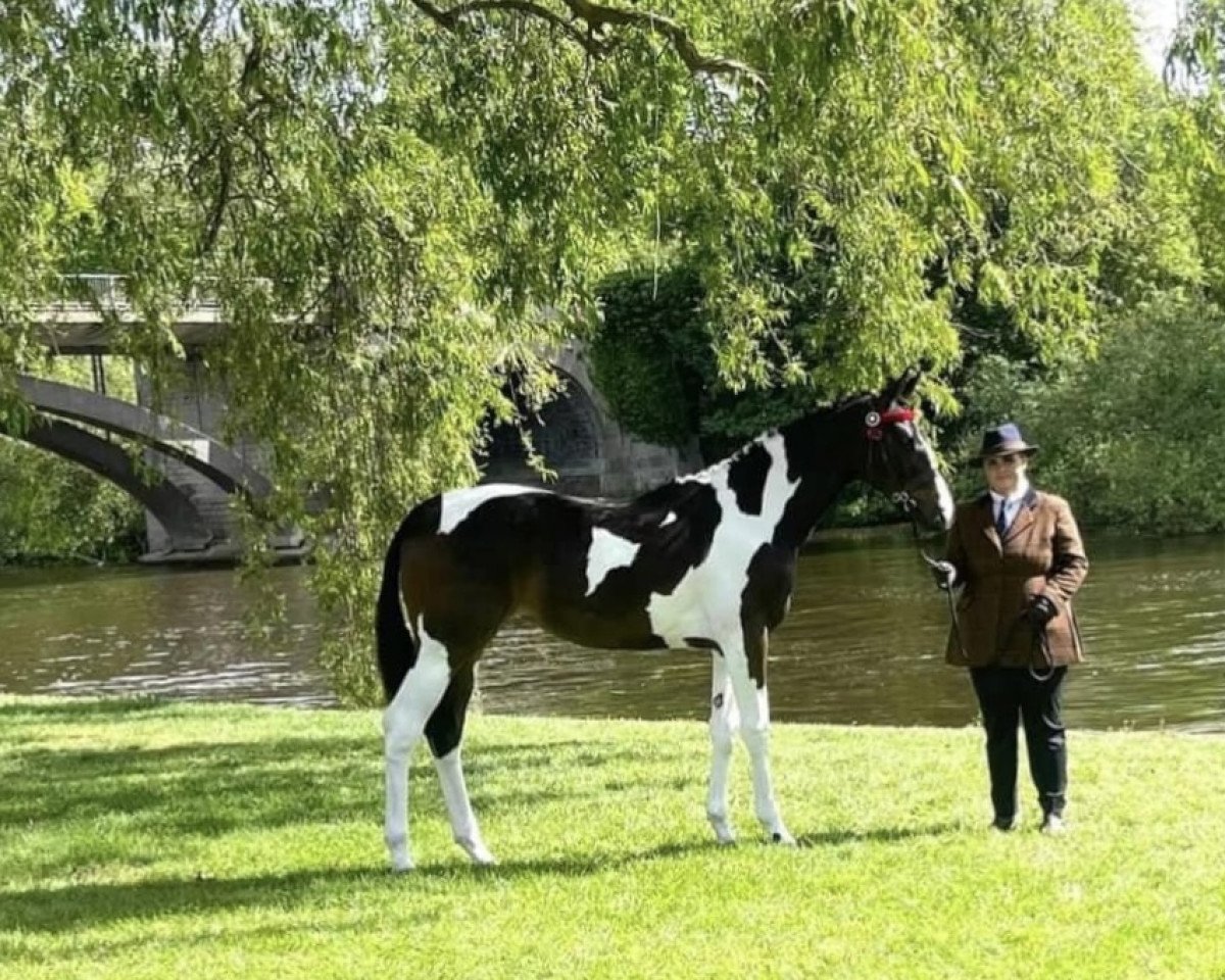 Cavallo Sambuca Flame (Renano, 2021, di Samaii)