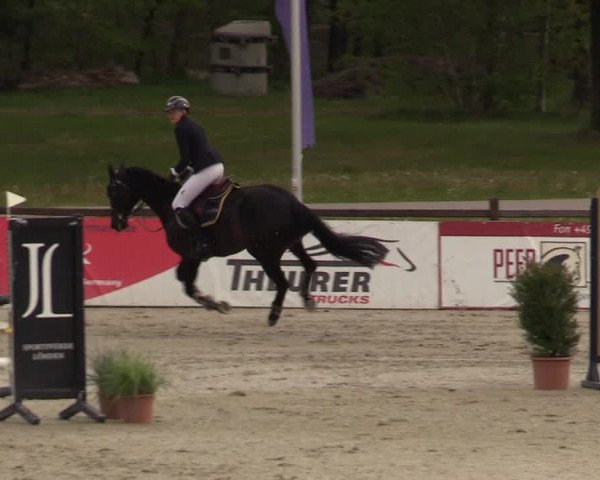 Reitturnier Westergellersen 2022