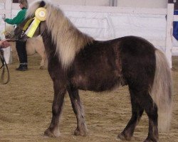 Deckhengst Romario (Deutsches Classic Pony, 2000, von Ramiro)