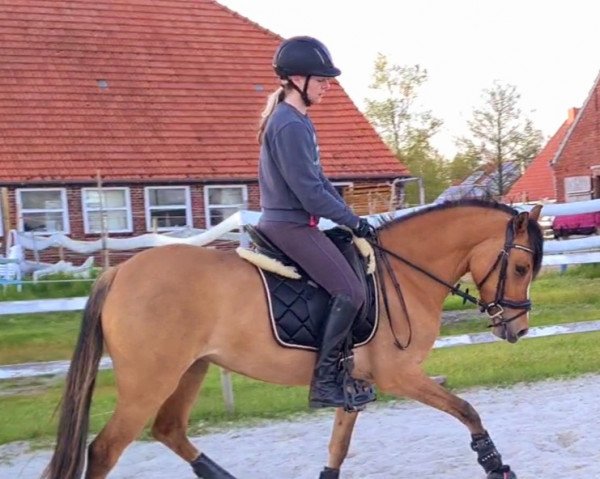 Zuchtstute Golden Daydream DW (Deutsches Reitpony, 2019, von Dating AT NRW)