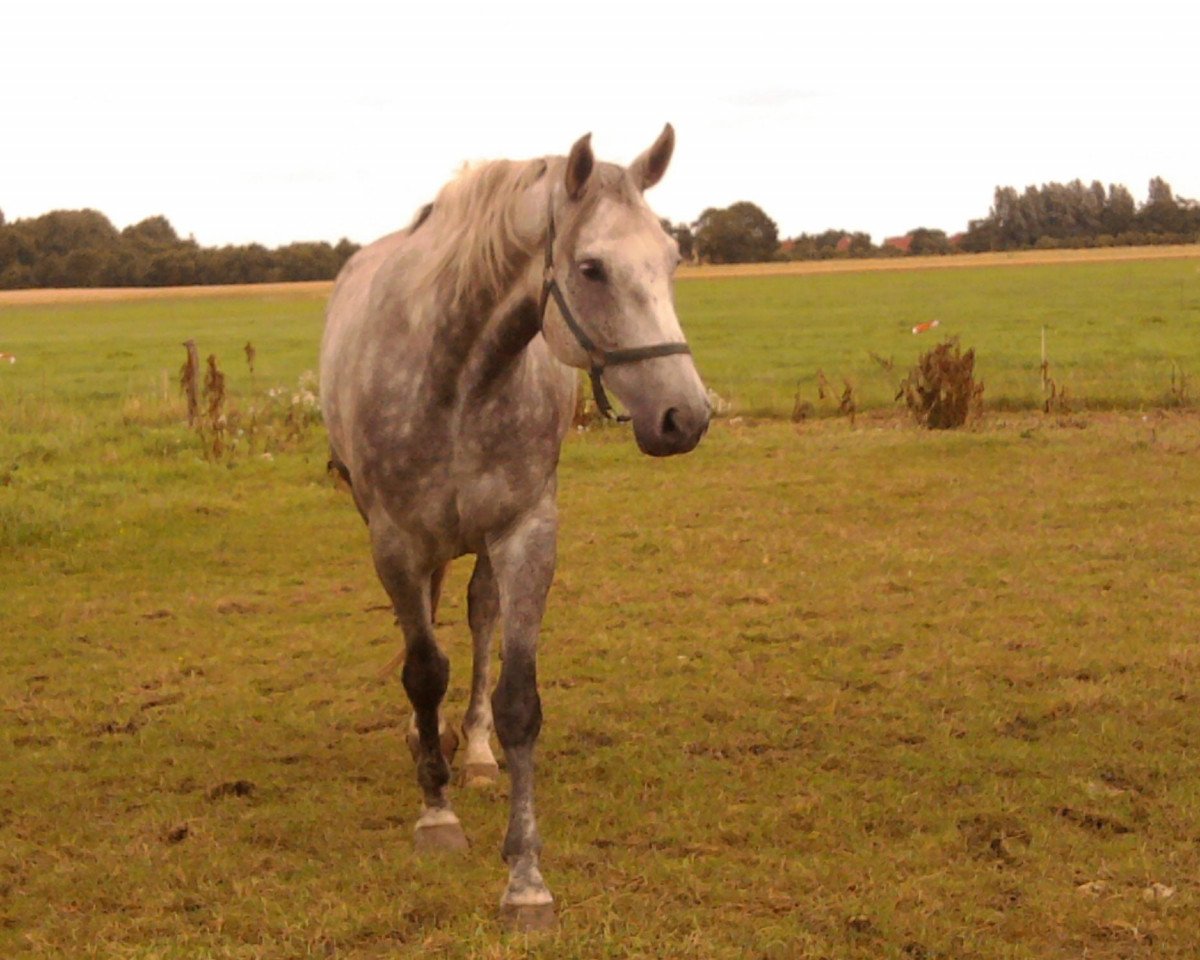 horse Remember Me (Hanoverian, 2005, from Rubinero 2)