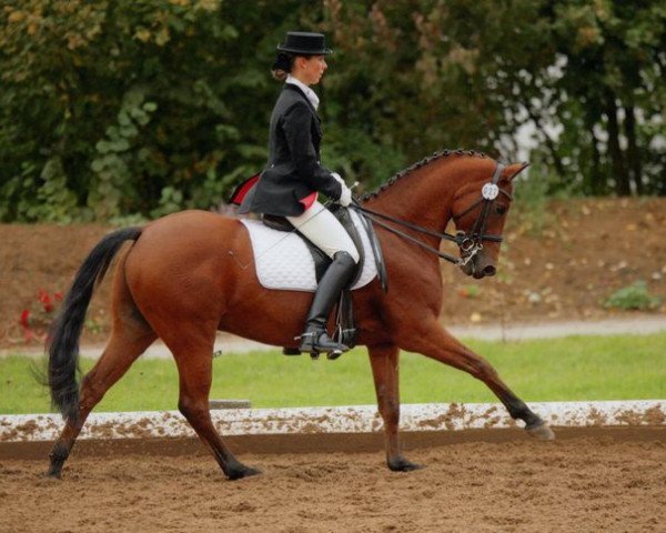 dressage horse Buddy Holly (German Riding Pony, 1997, from Brillant) dressage horse Buddy Holly (German Riding Pony, 1997, from Brillant)