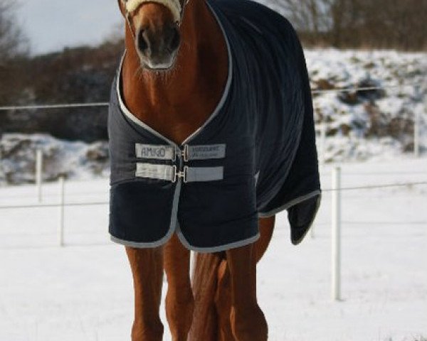 dressage horse Lorentius (Hanoverian, 2005, from Londonderry) dressage horse Lorentius (Hanoverian, 2005, from Londonderry)