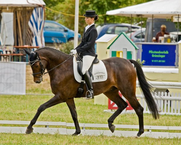 Pferd Casparoon (Westfale, 2003, von Casparino)