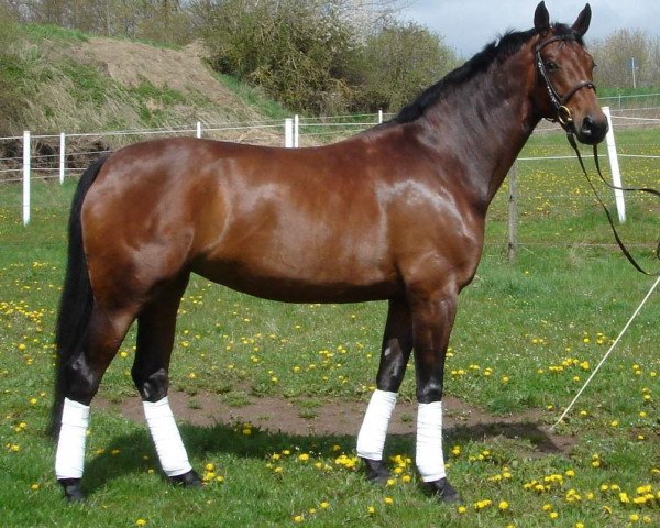 horse Fuerstenstolz (Oldenburg, 2000, from Don Gregory)