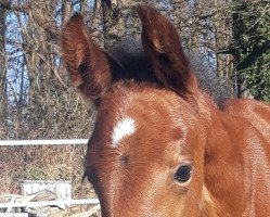 broodmare Electric Ladyland (Westphalian, 2021, from Eldorado van de Zeshoek)