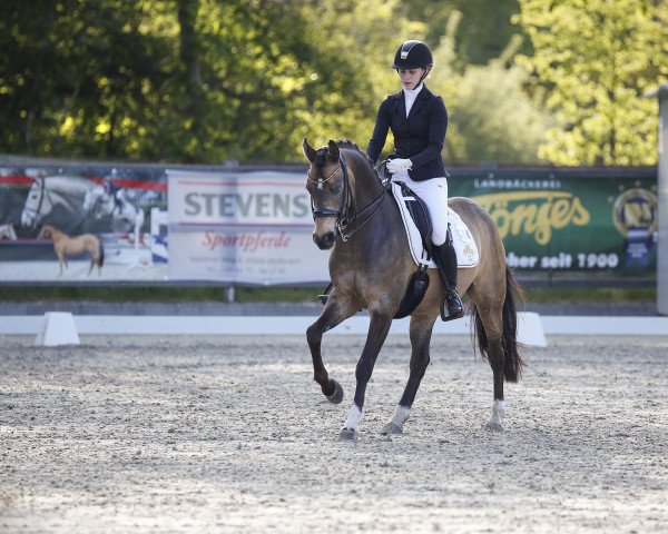 Dressurpferd High Magic 2 (Deutsches Reitpony, 2009, von Highway N)