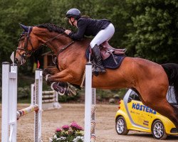 jumper Vito 53 (Hanoverian, 2013, from Vulkano FRH)