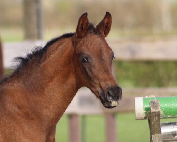 broodmare Makani B (Westphalian, 2022, from Morricone)