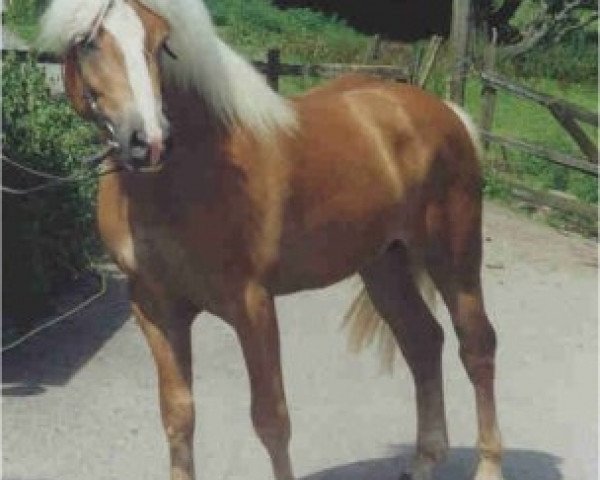 stallion Nastrol (3,52% ox) (Westphalian, 1995, from Nastral)
