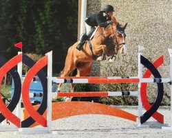 broodmare Kenvilla 'r' (Belgian Warmblood, 2010, from Andiamo)