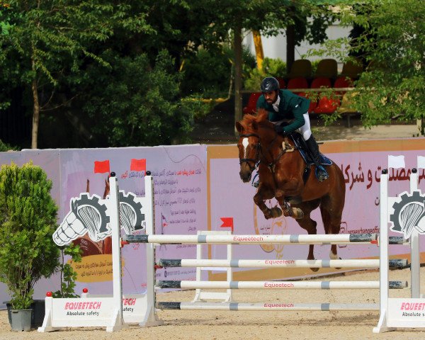 horse First Date (KWPN (Royal Dutch Sporthorse), 2010, from Centadel)