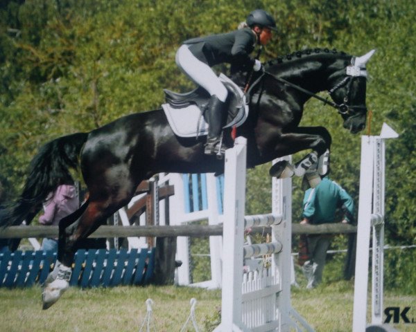 Springpferd Ey Scotty (Hannoveraner, 2005, von Escudo I)